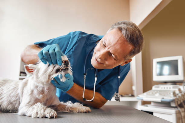 Best Emergency Dentist for Knocked-Out Tooth in Sweet Springs, MO